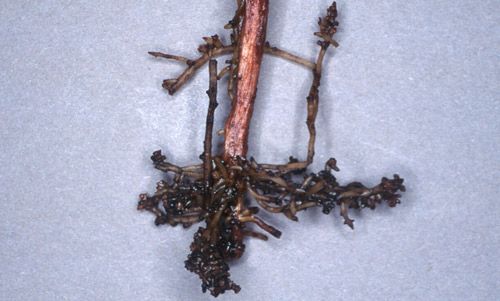 Figure 6. Cotton roots damaged by Belonolaimus longicaudatus.