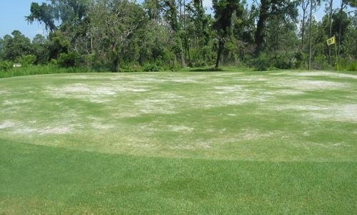 Figure 12. A bermudagrass golf green suffering severe infestation by Belonolaimus longicaudatus with patches of dying grass.