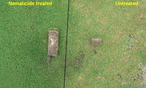 Figure 8. Roots of bermudagrass damaged by Belonolaimus longicaudatus may appear cropped off just below the thatch.