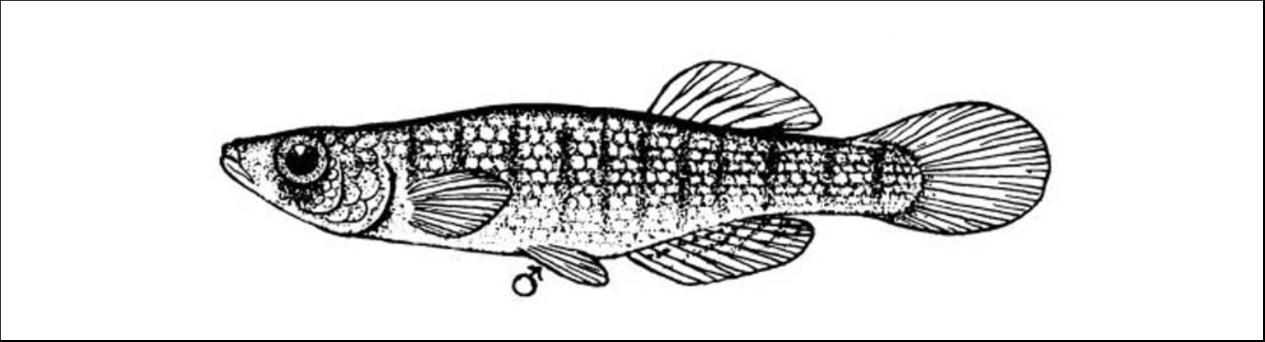 Figure 3. Lined Topminnow (Fundulus lineolatus) to 2 1/2 inches. A surface-inhabiting minnow (topminnow) with vertical lines on their sides. Non-game fish