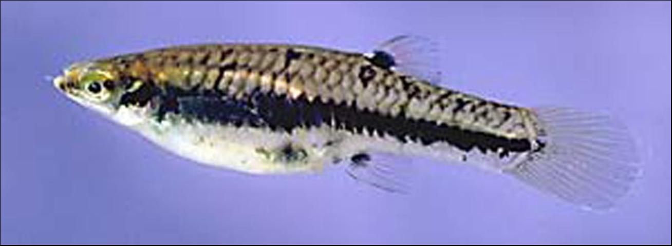Figure 8. Least Killifish (Heterandria formosa) to 1 inch. Three black spots at the bases of the dorsal, anal, and caudal fins. Dark stripe along side. Non-game fish. One of the best mosquito controlling species.