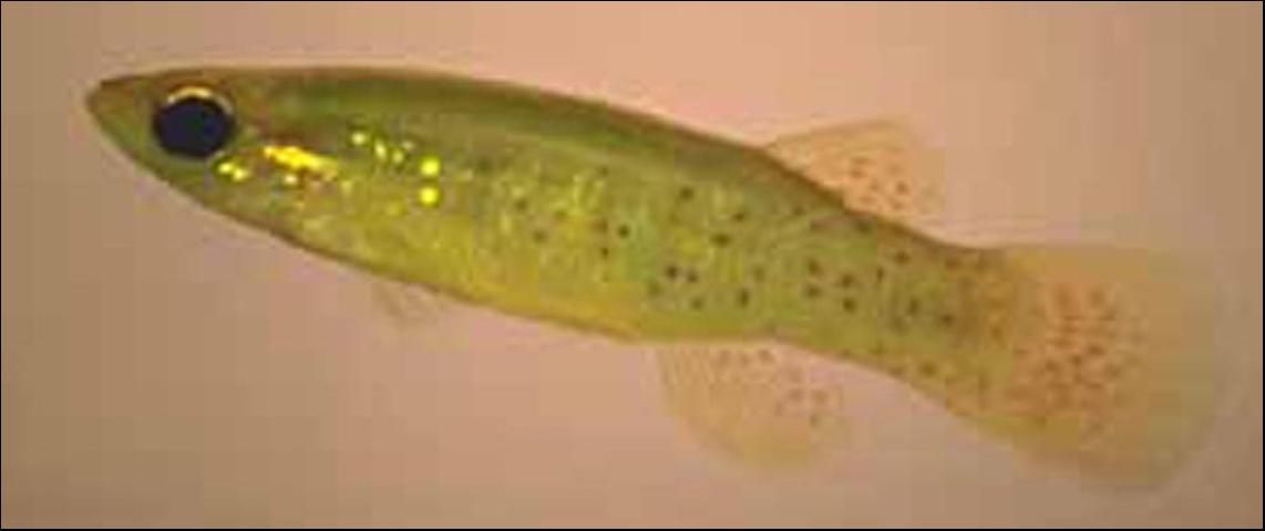 Figure 4. Golden Topminnow (Fundulus chrysotus) to 2 1/2 inches. Greenish surface-inhabiting minnow (Topminnow) with brilliant gold flecks on their sides. Non-game fish.