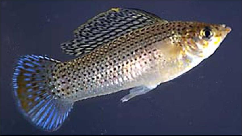 Figure 5. Sailfin Molly (Poecilia latipinna) Male to 3 inches. Rows of small dots on the sides forming lines. Dorsal fin of males much larger than those of females. Non-game fish.