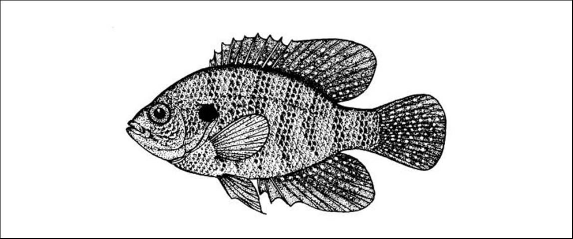 Figure 11. Banded Sunfish (Enneacanthus obesus) to 3 inches. Light flecks between the spines of the dorsal fin. Non-game fish.
