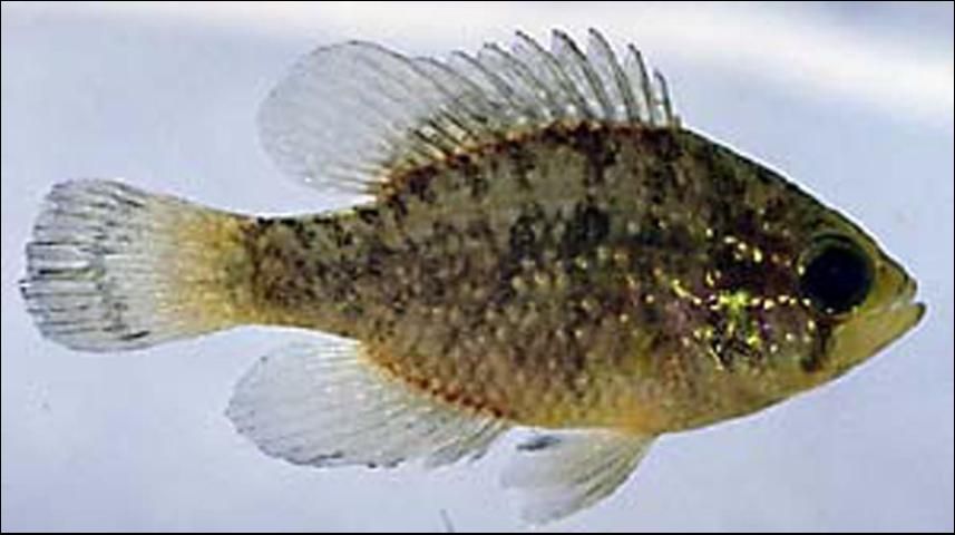 Figure 12. Bluespotted Sunfish (Enneacanthus gloriosus) to 3 inches. Bright blue flecks on the sides and fins. Non-game fish.