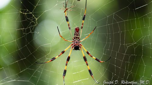 Figure 1. Adult female golden silk spider, Trichonephila clavipes (Linnaeus).
