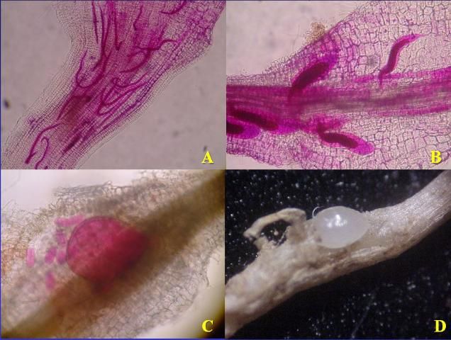 Figure 6. Development of sedentary endoparasitic root-knot nematodes within roots. (A.) Second-stage juveniles enter root, cause a feeding site, and then no longer move. (B.) Juveniles swell and molt several times. (C.) Adult female nematode is swollen and starting to lay eggs. (D.) Root tissue pulled back to show adult female nematode.