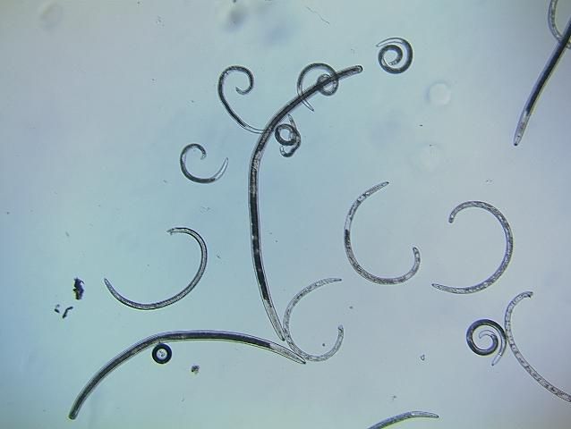 Figure 4. Ectoparasitic nematodes from a soil sample.