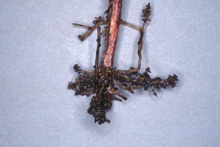 Figure 14. Abbreviated, stubby roots caused by ectoparasitic nematodes.