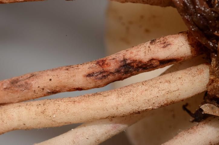 Figure 11. Dark, sunken lesions on amaryllis roots caused by lesion nematodes.