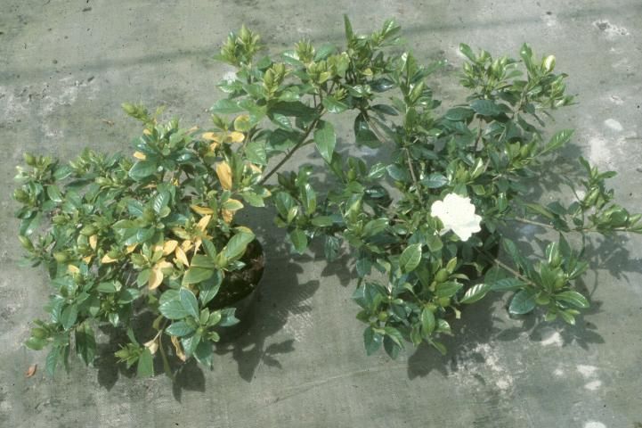 Figure 7. Nematode-infected gardenia (left) is stunted and yellow.