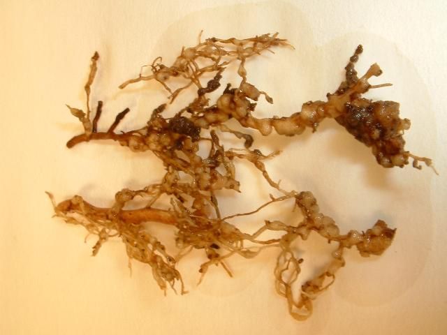 Figure 7. Root-knot nematode galls on roots.