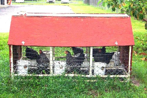 Figure 1. Sentinel chickens.
