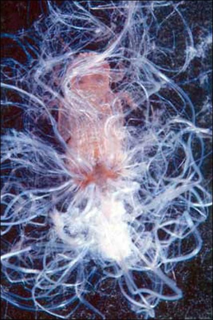 Figure 5. Nymph of Boreioglycaspis melaleucae Moore, a psyllid, exuding filamentous wax strands.