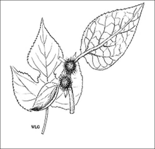Figure 2. Broussonetia papyrifera (Holmgren, 1998).
