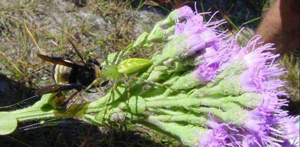 Figure 1. A green lynx spider, Peucetia viridans (Hentz), attacking a bumble bee on a paintbrush.