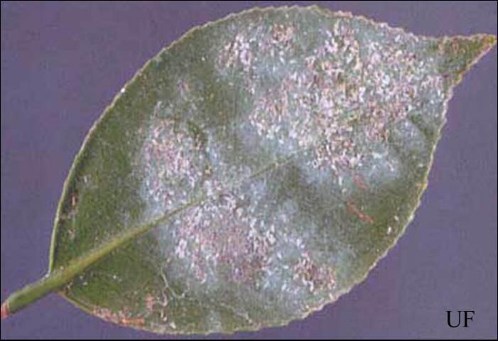 Figure 3. An infestation of tea scale, Fiorinia theae Green.