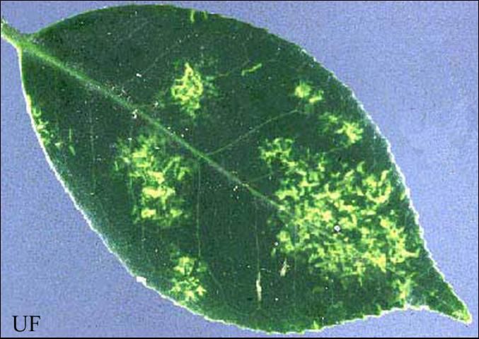 Figure 2. Chlorosis damage on upper leaf surface caused by an infestation of tea scale, Fiorinia theae Green.