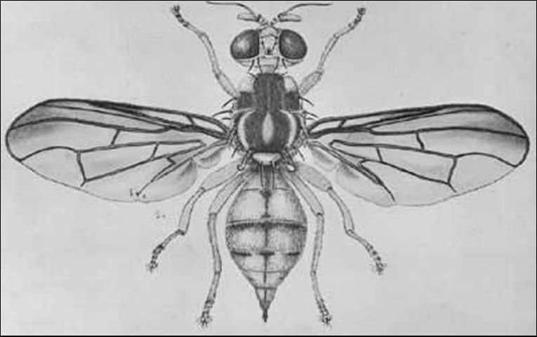 Figure 1. Adult female Japanese orange fly, Bactrocera tsuneonis (Miyake).