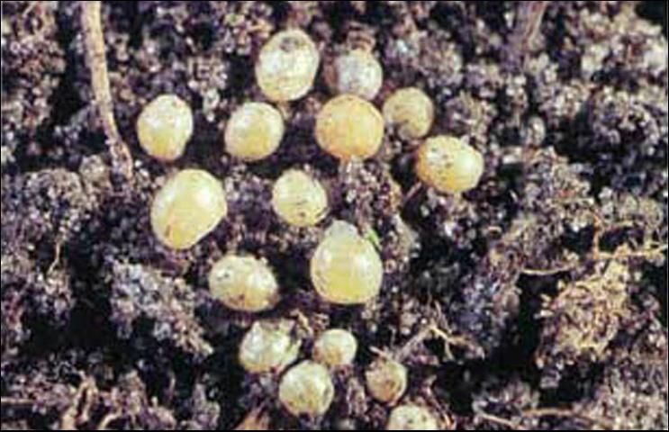 Figure 1. Immature ground pearls, Margarodes spp., in centipedegrass, Eremochloa ophiuroides.