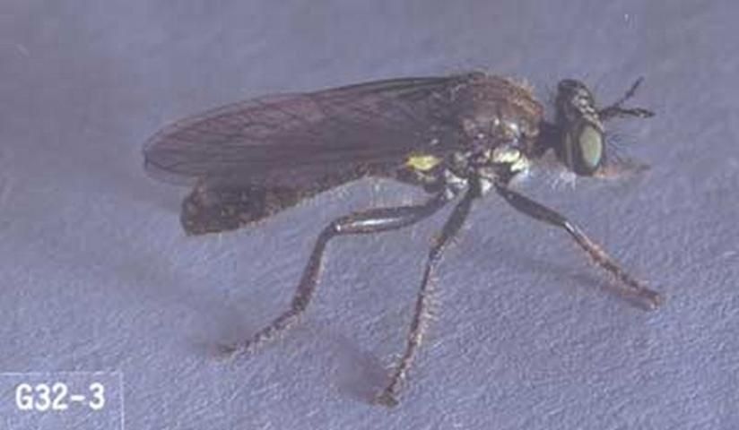 Figure 2. Adult Dioctria media Banks robber fly.