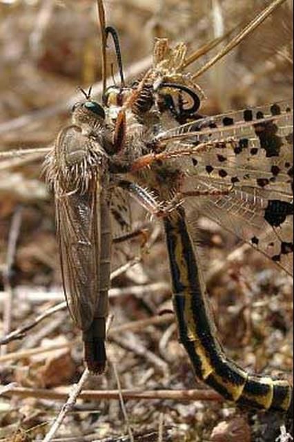 Figure 11. Robber fly, Stenopogon sp., with an antlion, Palpares libelluloides, prey.