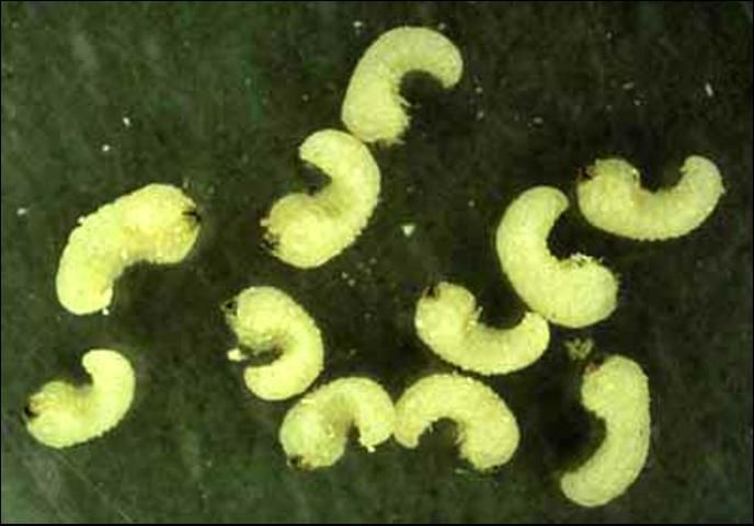 Figure 5. Larvae of southern lyctus beetle, Lyctus planicollis LeConte.