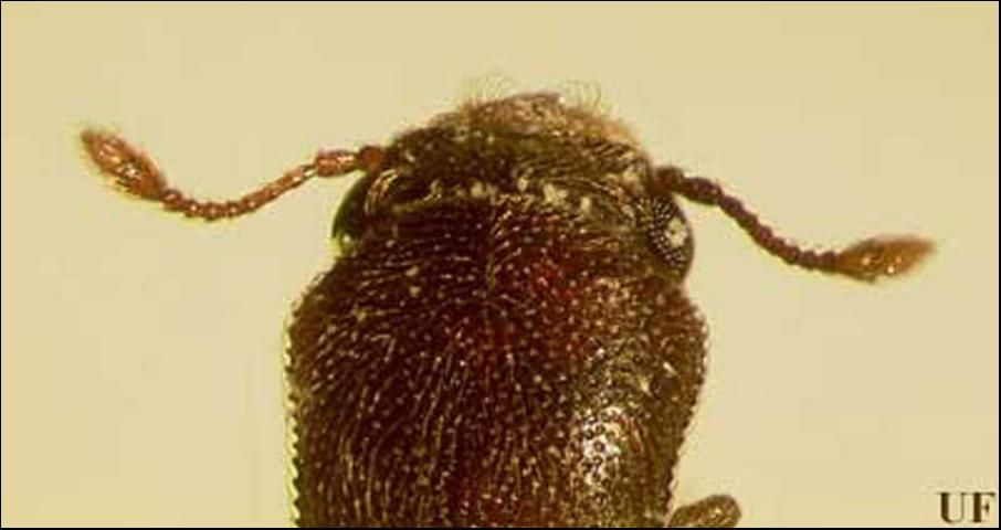 Figure 2. This Lyctus beetle's head is prominent and is not covered by the pronotum, a characteristic of the subfamily Lyctinae (family Bostrichidae). The antennae have 11 segments, and the last two segments are broadened into a terminal club. Adult lyctine beetles closely resemble flour beetles, but they can be distinguished by the two-segmented club (flour beetles have a three-segmented club).