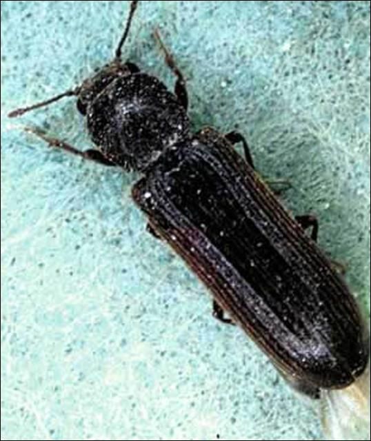 Figure 3. Adult female southern lyctus beetle, Lyctus planicollis LeConte. Typically, adults are 2 to 7.5 mm long.