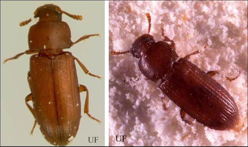 Figure 1. Dorsal view of an adult red flour beetle, Tribolium castaneum (Herbst) (left); and an adult confused flour beetle, Tribolium confusum Jacquelin du Val (right).