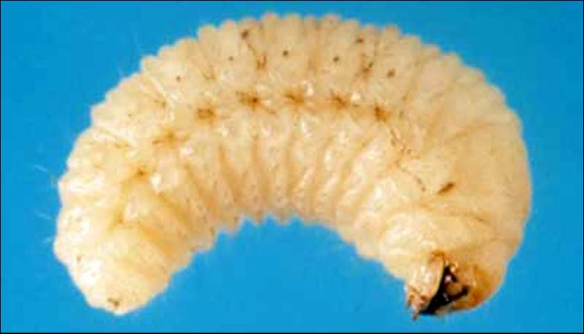 Figure 4. Larva of a whitefringed beetle, Naupactus sp.