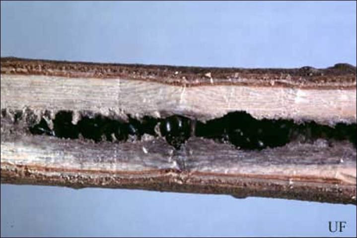 Figure 4. Infested twig with brood of the black twig borer, Xylosandrus compactus (Eichhoff), ready to emerge. As many as 40 beetles may develop in a single chamber although 10 to 15 is the typical number.