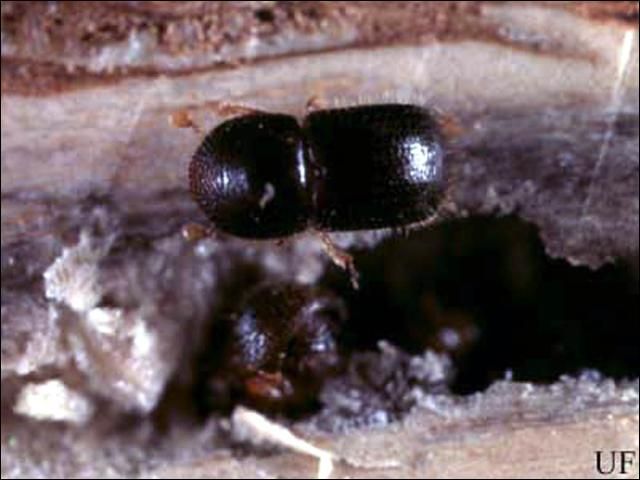 Figure 2. Dorsal view of adult female black twig borer, Xylosandrus compactus (Eichhoff), with her brood in a chamber. The white fungus growing on the chamber wall is food for the larvae and adults.