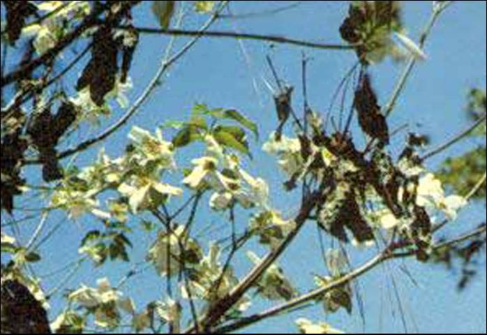 Figure 7. Wilted branch infested by the black twig borer, Xylosandrus compactus (Eichhoff). On some hosts, like dogwood shown here, the leaves begin to curl and wilt about one week after infestation and turn brown in two weeks.