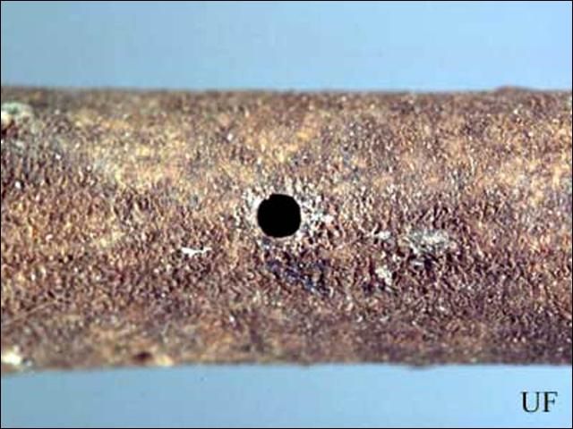 Figure 3. Entrance hole, with bark removed, of the black twig borer, Xylosandrus compactus (Eichhoff). Small attack-emergence holes, 0.7 to 0.9 mm in diameter, associated with brood chambers in the pith of a dead twig are signs of black twig borer infestation.