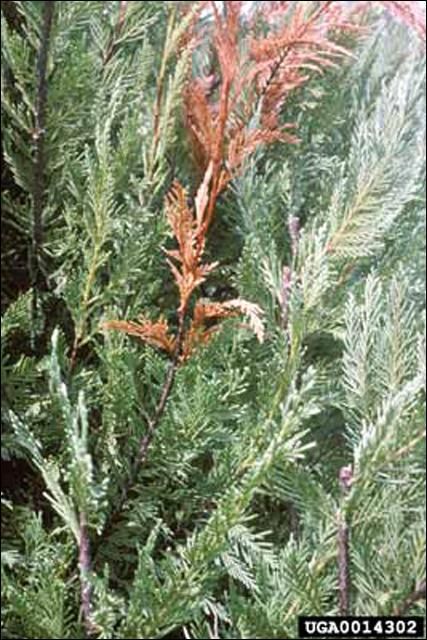 Figure 6. Leyland cypress infested by the black twig borer, Xylosandrus compactus (Eichhoff).