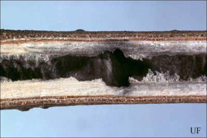 Figure 5. Empty brood chamber of the black twig borer, Xylosandrus compactus (Eichhoff). Brood chambers range from 2 to 57 mm in length.