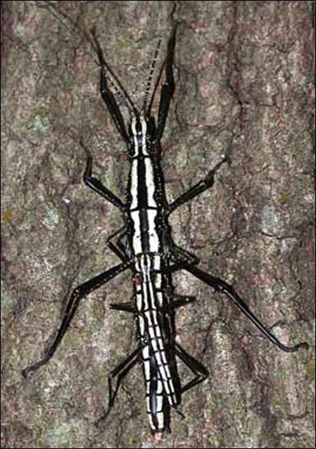 Figure 2. Male and female of the twostriped walkingstick, Anisomorpha buprestoides (Stoll), Ocala National Forest color form.