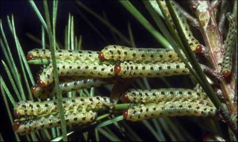 Figure 9. Larvae of the redheaded pine sawfly, Neodiprion lecontei (Fitch).