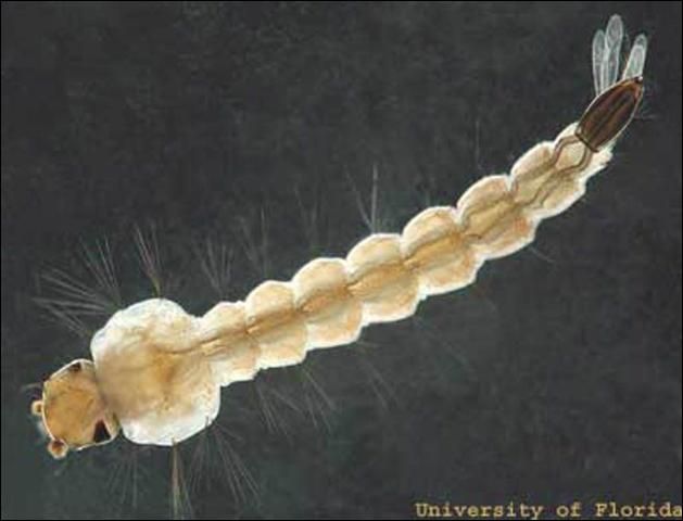 Figure 4. Larva of the Asian tiger mosquito, Aedes albopitus (Skuse).