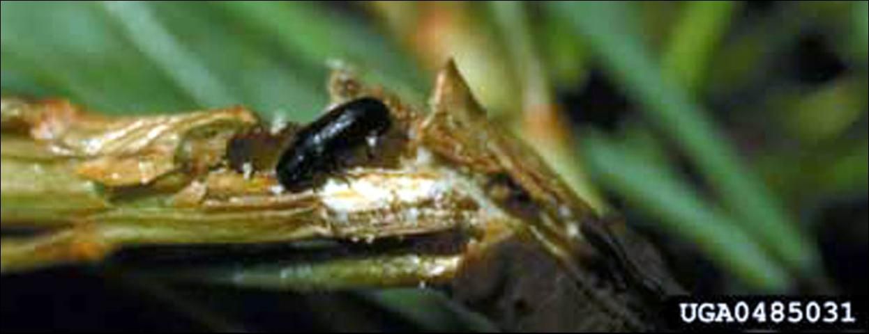 Figure 1. An adult Tomicus piniperda (Linnaeus), a pine shoot beetle, also showing boring damage to pine shoot.