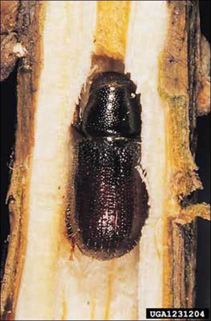 Figure 2. An adult Tomicus piniperda (Linnaeus), a pine shoot beetle.