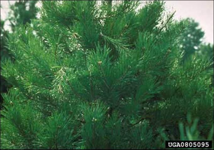 Figure 10. Adult feeding damage caused by Tomicus piniperda (Linnaeus), a pine shoot beetle, showing several green flags from about 8 feet away.