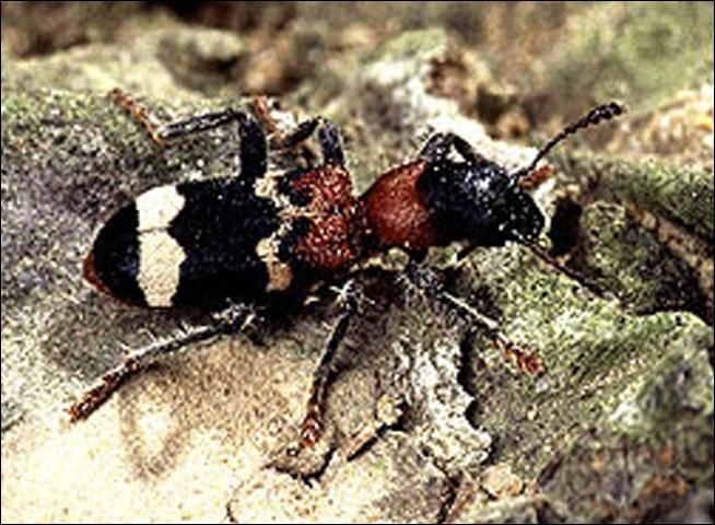 Figure 12. A predatory beetle, Thanasimus formicarius Linnaeus, can eat several pine shoot beetles daily.