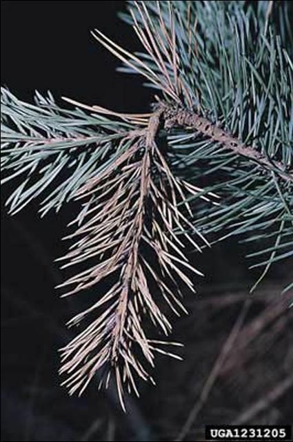 Figure 9. Close up of damage to pine tree by Tomicus piniperda (Linnaeus), a pine shoot beetle, showing infested tip.