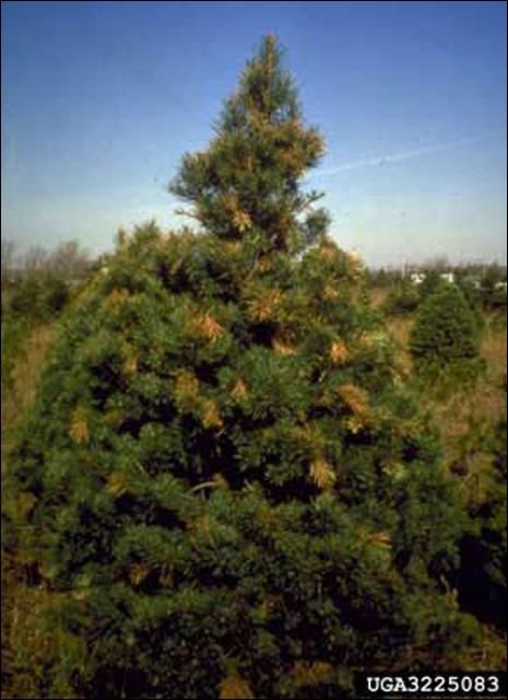 Figure 6. Damage to pine tree by Tomicus piniperda (Linnaeus), a pine shoot beetle, showing infested tips.