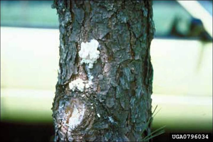 Figure 9. Attack on pruning wounds in a loblolly seed orchard by larvae of the southern pine coneworm, Dioryctria amatella (Hulst).