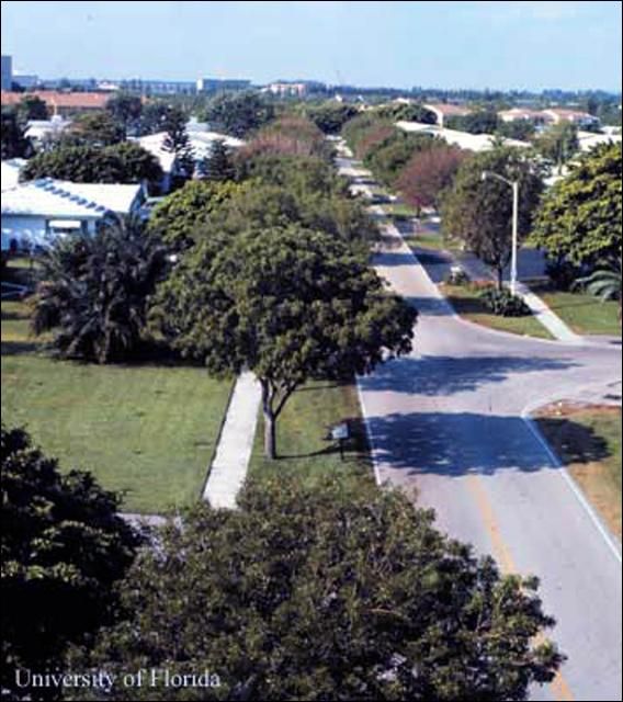 Figure 13. Caoba antillana, Swietenia mahagoni, como árbol de sombra en área urbana de la Florida.