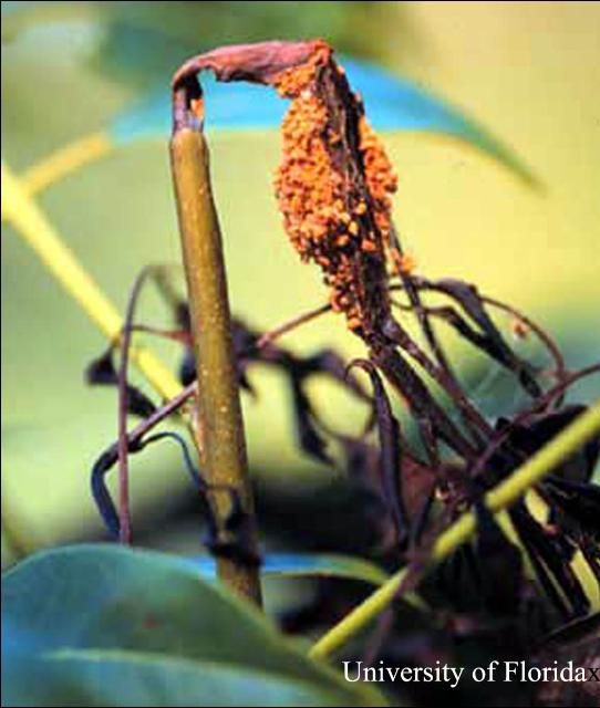 Figure 5. Daño al brote por el taladrador de las meliáceas, Hypsipyla grandella (Zeller).