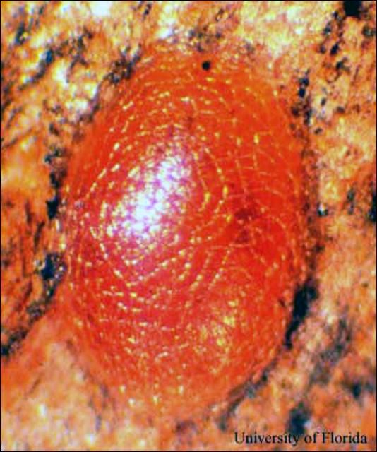 Figure 3. Taladrador de las meliáceas, Hypsipyla grandella (Zeller), huevo.